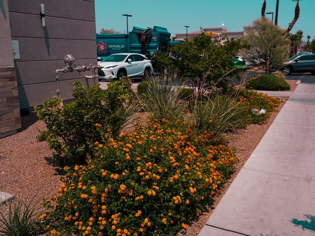 Vibrant orange flowers in a landscaped area alongside a modern building and parked cars.