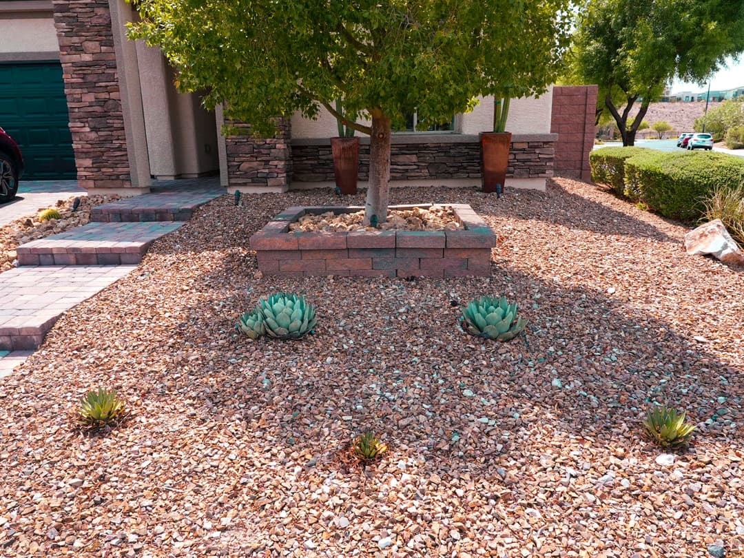 Desert landscaping with succulents, gravel, and a tree in a residential front yard.