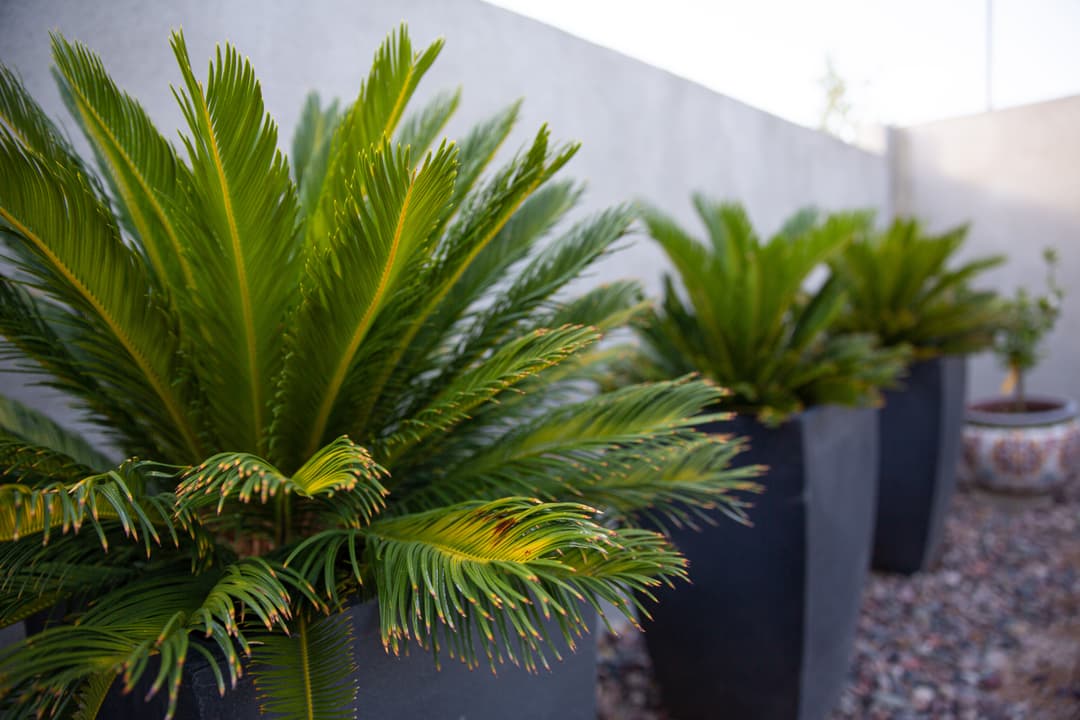 Potted cycads in modern black planters against a gray wall in a landscaped yard.